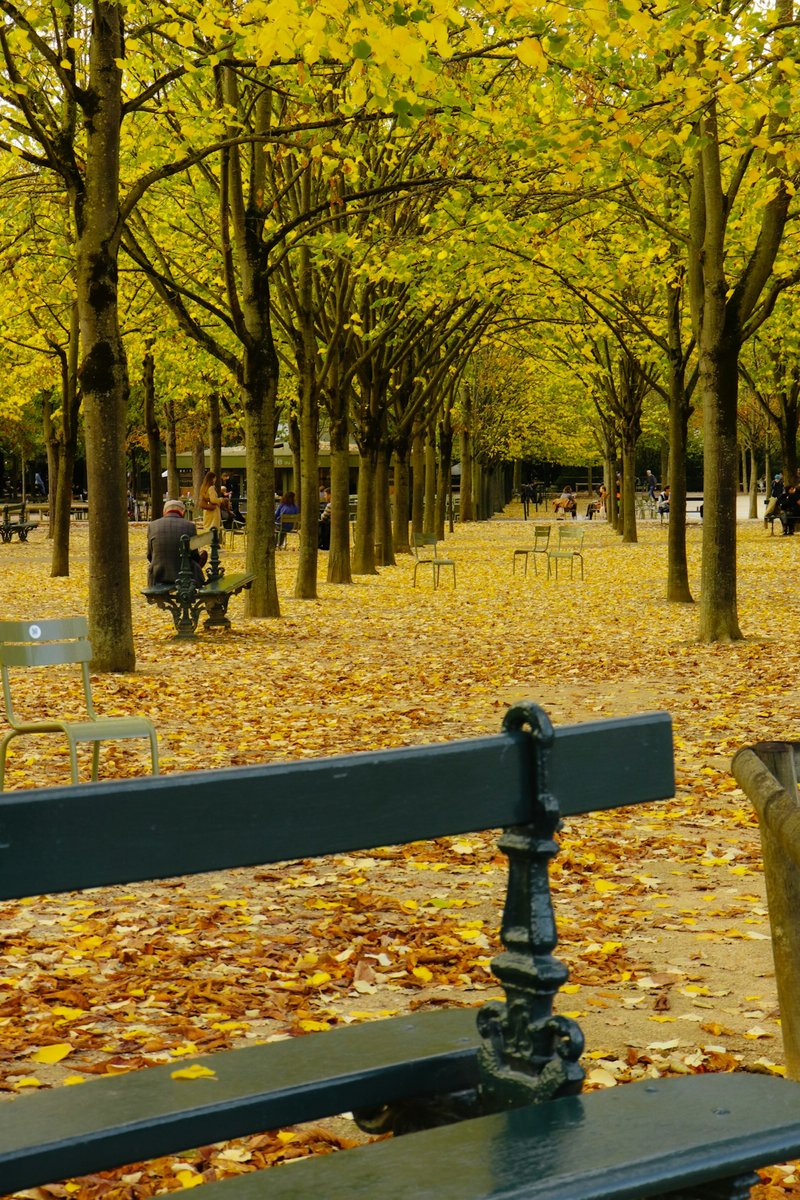 Banc vert de jardin public sous les arbres jaunis, feuilles mortes
